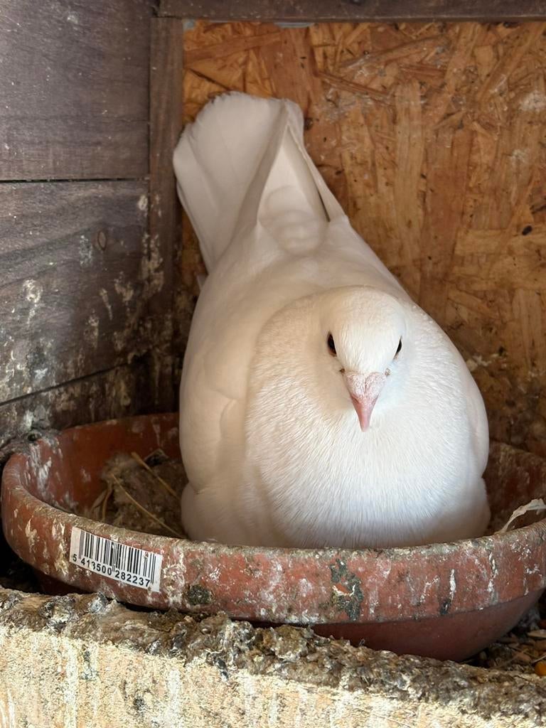 Witte postduiven, Dieren en Toebehoren, Vogels | Duiven, Postduif, Meerdere dieren