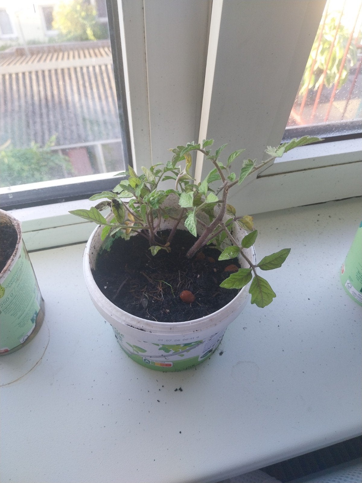 Tomatenplantje - Kweek je eigen verse tomaten!, Ophalen of Verzenden
