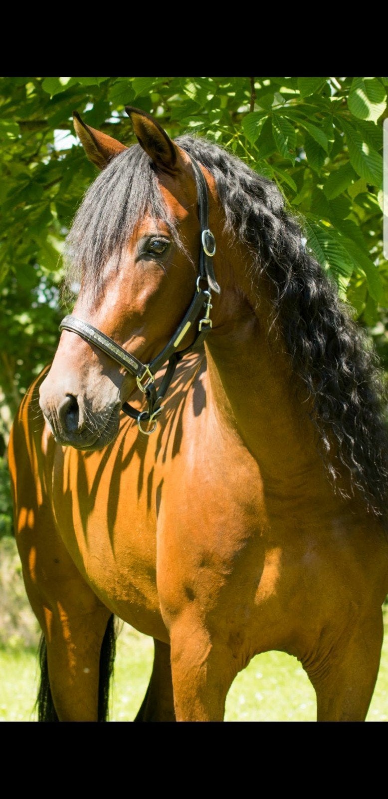 PRE ruin met paspoort en carte, Dieren en Toebehoren, Paarden, Ruin, M, 160 tot 165 cm, 11 jaar of ouder
