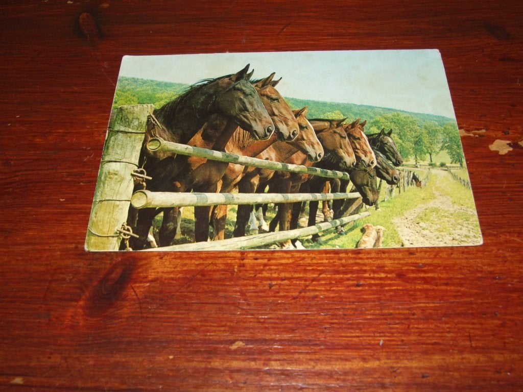 A125- Ansichtkaart met paarden, Verzenden, 1960 tot 1980, Ongelopen, Paard