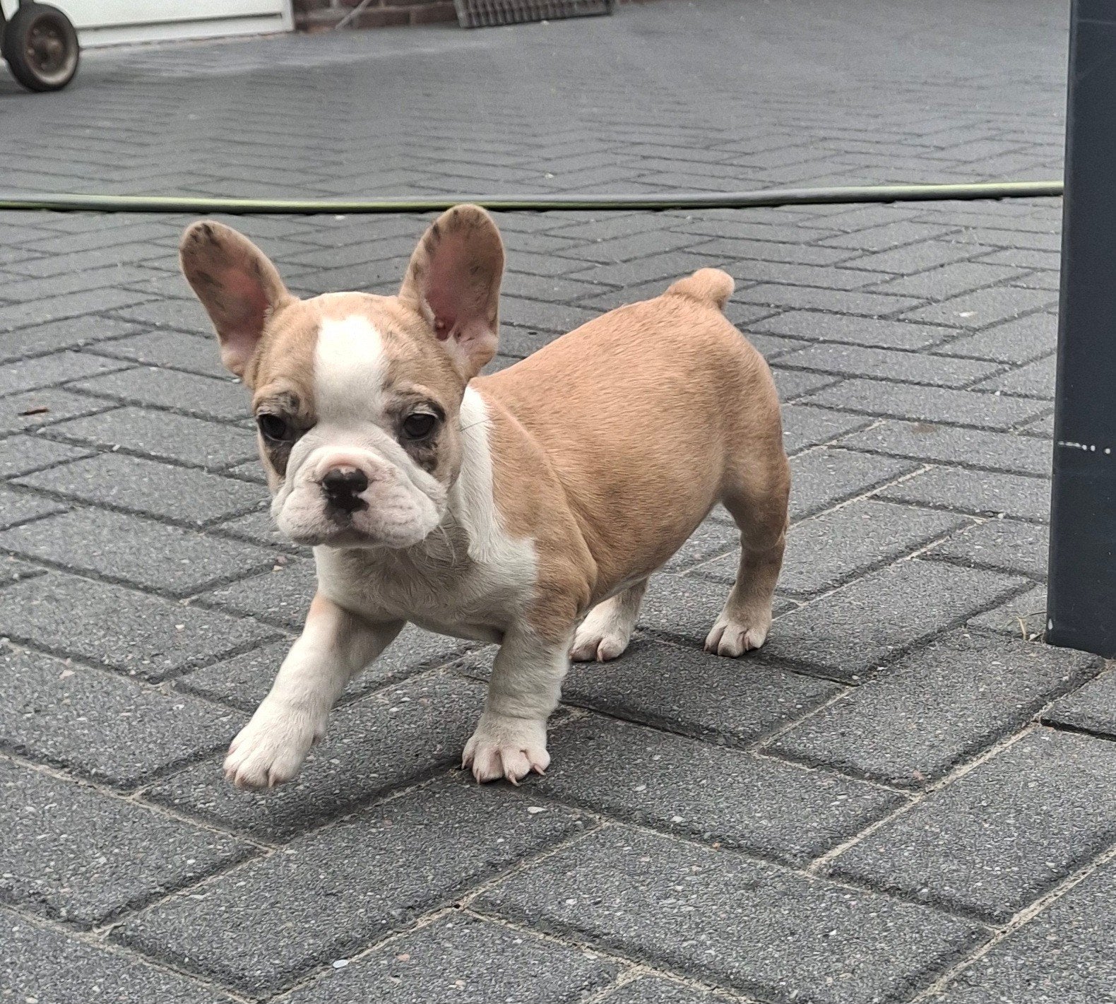 Franse bulldog pups, Dieren en Toebehoren, Honden | Bulldogs, Pinschers en Molossers, 8 tot 15 weken, Bulldog, Meerdere, Meerdere dieren