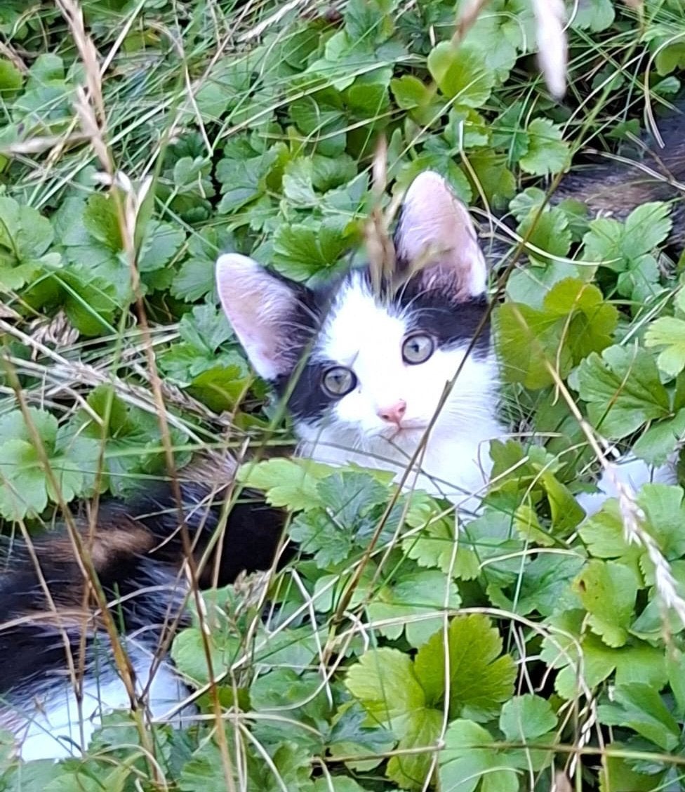 Kittens te koop, Dieren en Toebehoren, Katten en Kittens | Overige Katten, Meerdere dieren, 0 tot 2 jaar