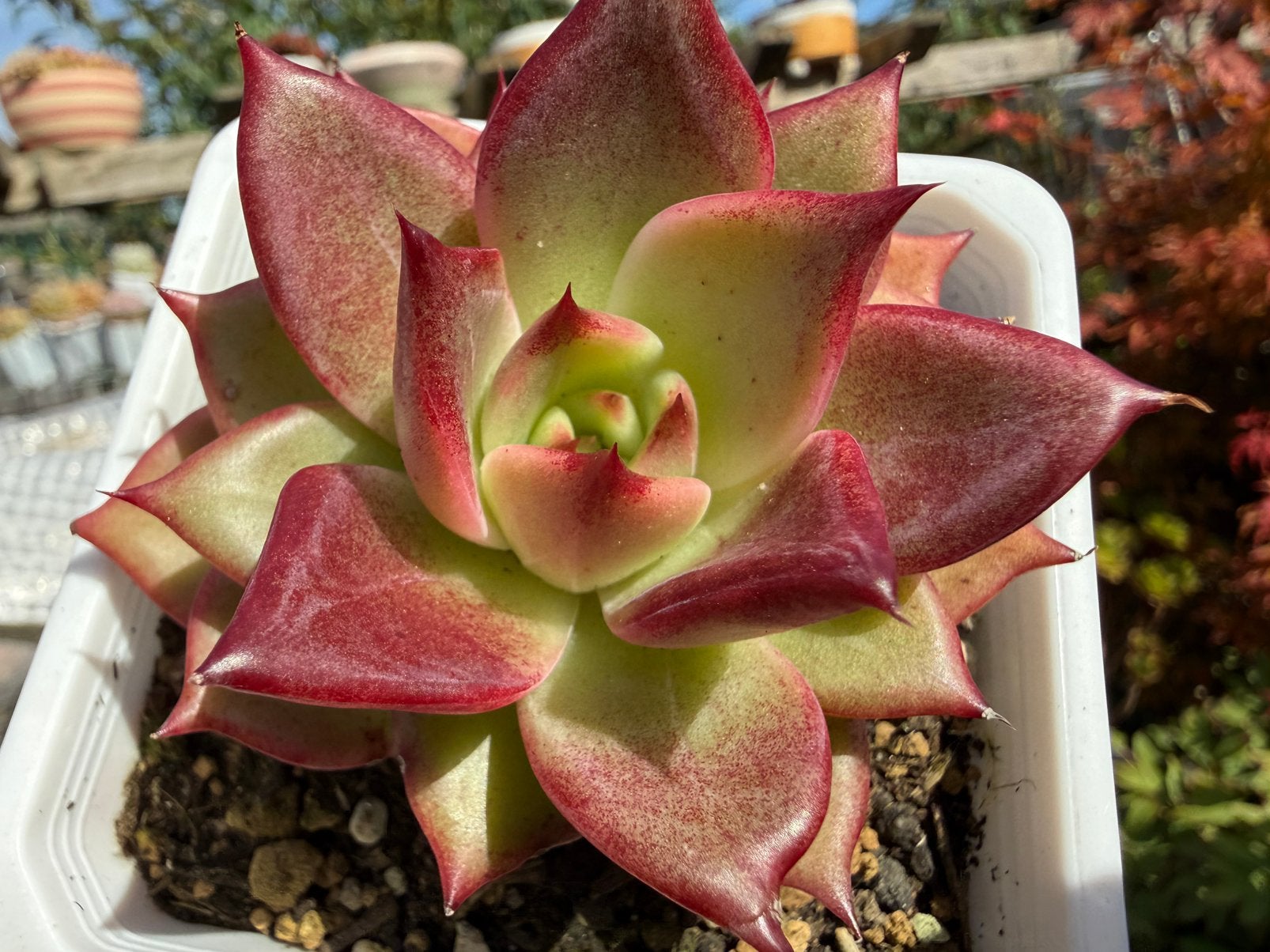 Echeveria Night/pot 9cm/vetplant/succulent, Ophalen of Verzenden, Halfschaduw, Minder dan 100 cm