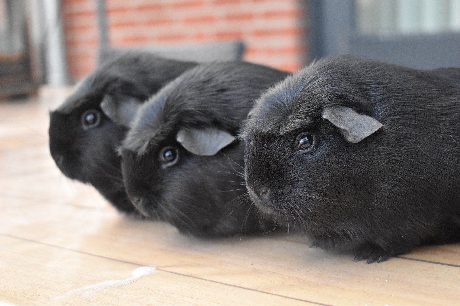Cavia's , zwart engels gekruind, gladhaar, Dieren en Toebehoren, April, Meerdere dieren, Cavia