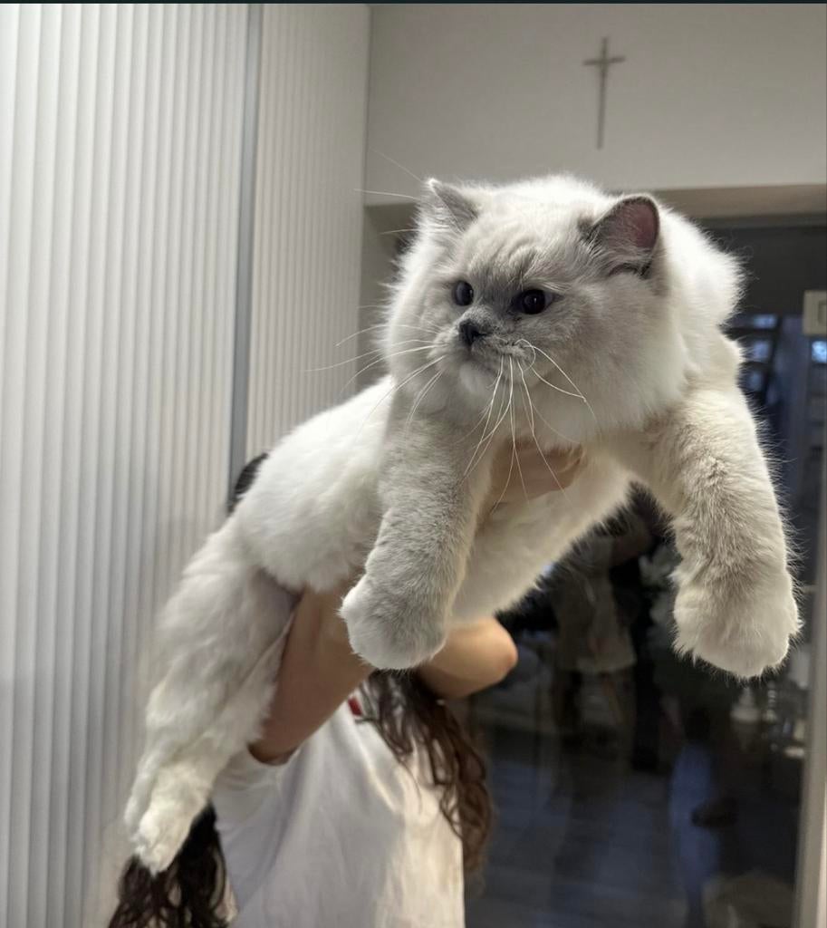 Ragdoll kater stamboom fokkat, Dieren en Toebehoren, Katten en Kittens | Raskatten | Langhaar, Kater, Ontwormd