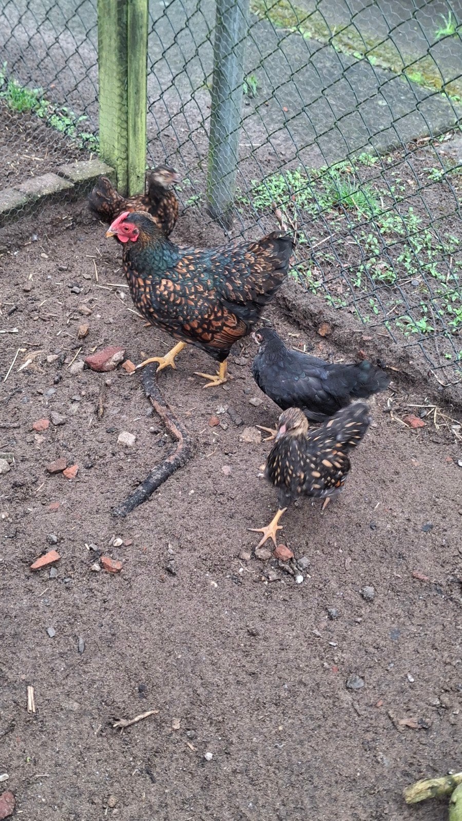 Te koop wyandotte kriel hennen, Dieren en Toebehoren, Vrouwelijk, Kip