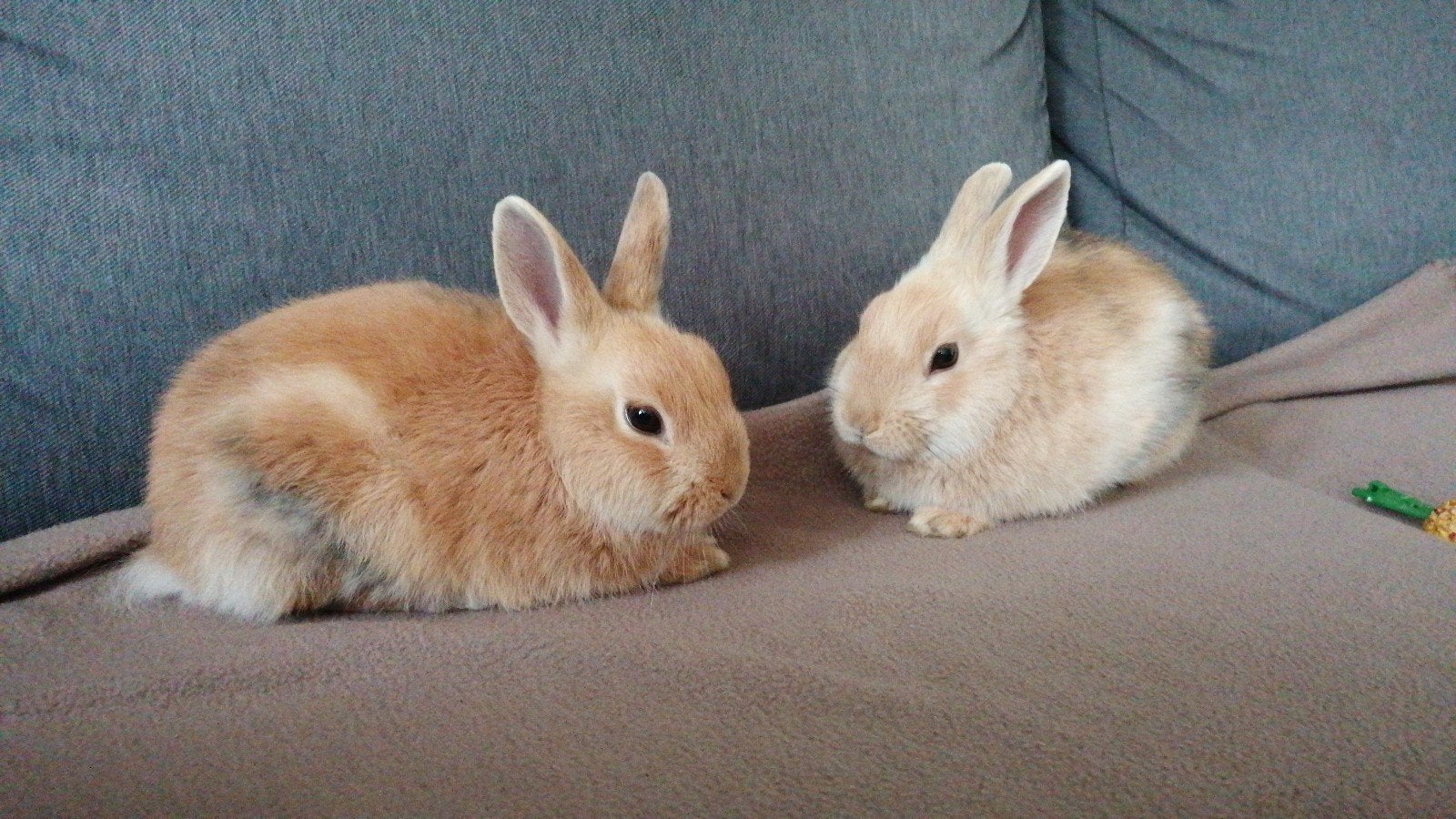 lieve konijntjes mannen, Dieren en Toebehoren, Konijnen, Mannelijk, Middelgroot, 0 tot 2 jaar