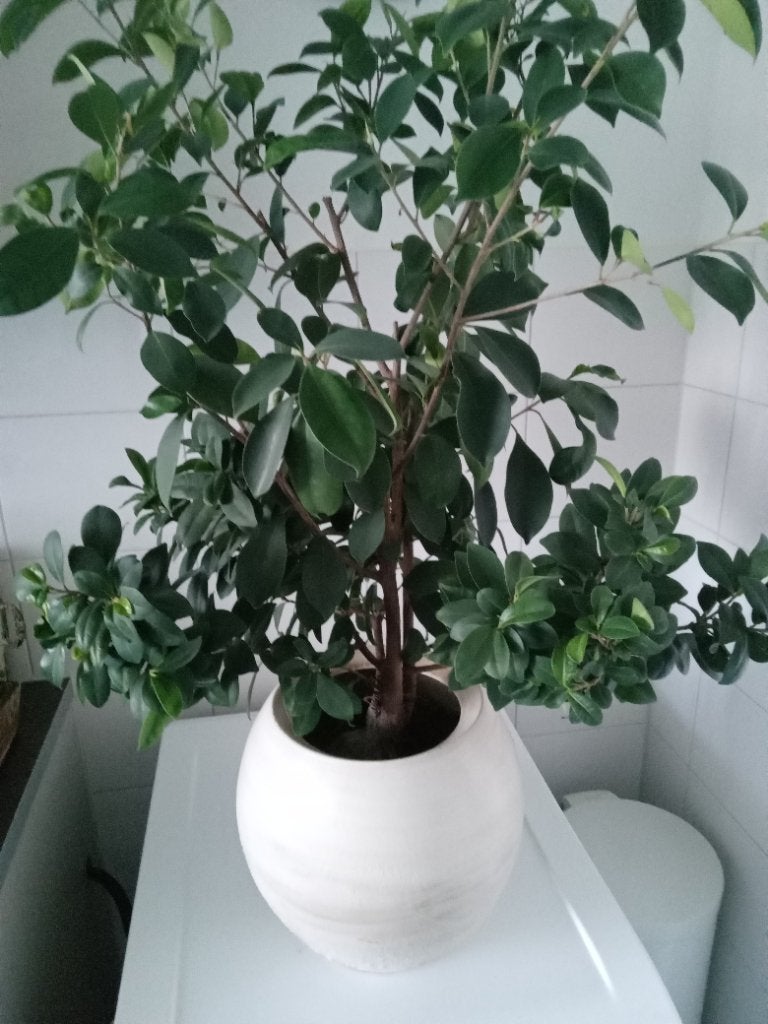 Groene kamerplant ficus in pot 93cm hoog, Ophalen, Ficus, Halfschaduw, In pot
