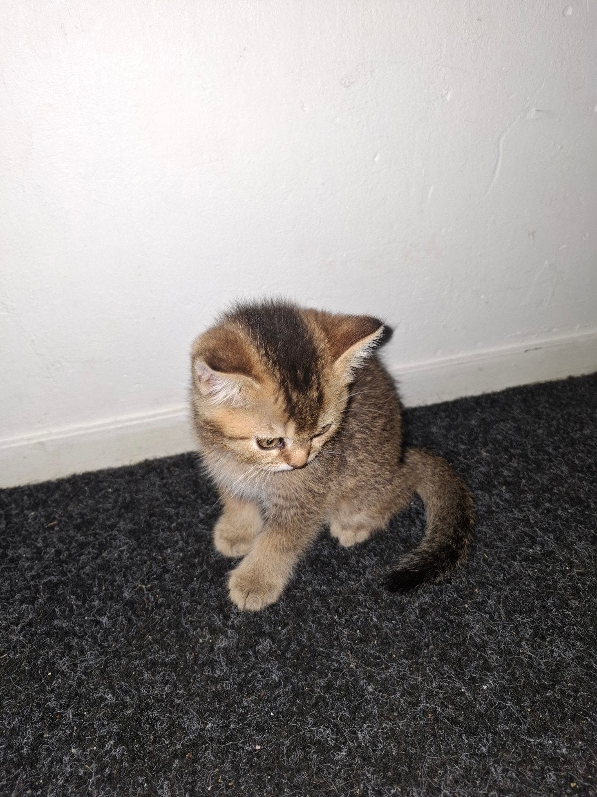BKH Katertje mag nu naar nieuw huisje, Kater, Met stamboom