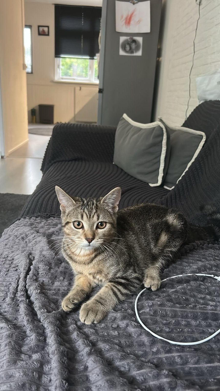 Mooie jonge Europese korthaar + complete kattenuitzet, Kater