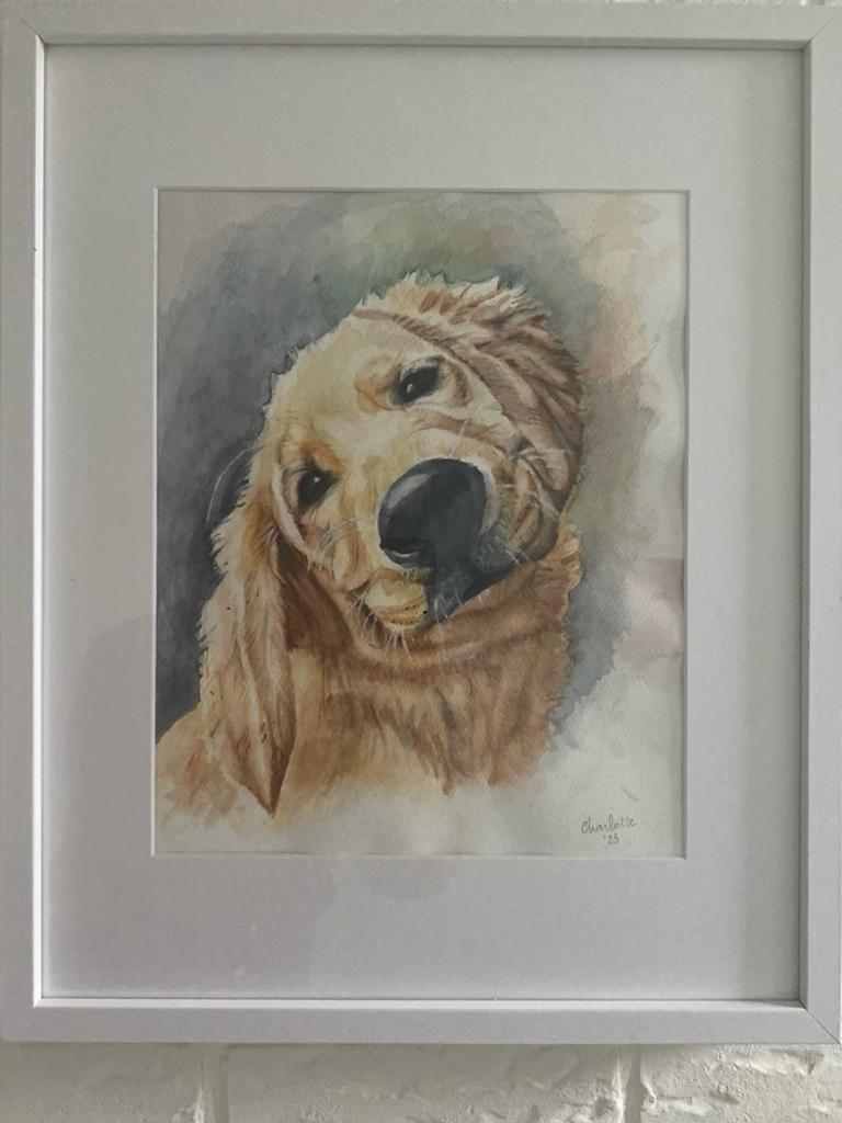 Ingelijste aquarel van een golden, Ophalen of Verzenden