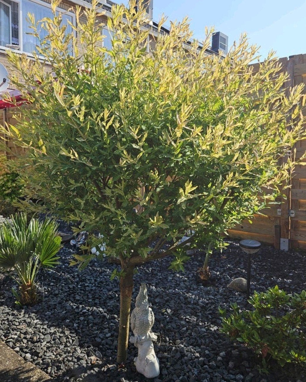 Mooie gezonde salix flamingo boom, Lente, 100 tot 250 cm, Ophalen, Volle zon