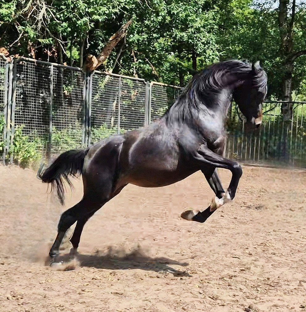 Snelle beslisser ? Ieder bod word overwogen!, Dieren en Toebehoren, Ruin, Dressuurpaard, 0 tot 2 jaar