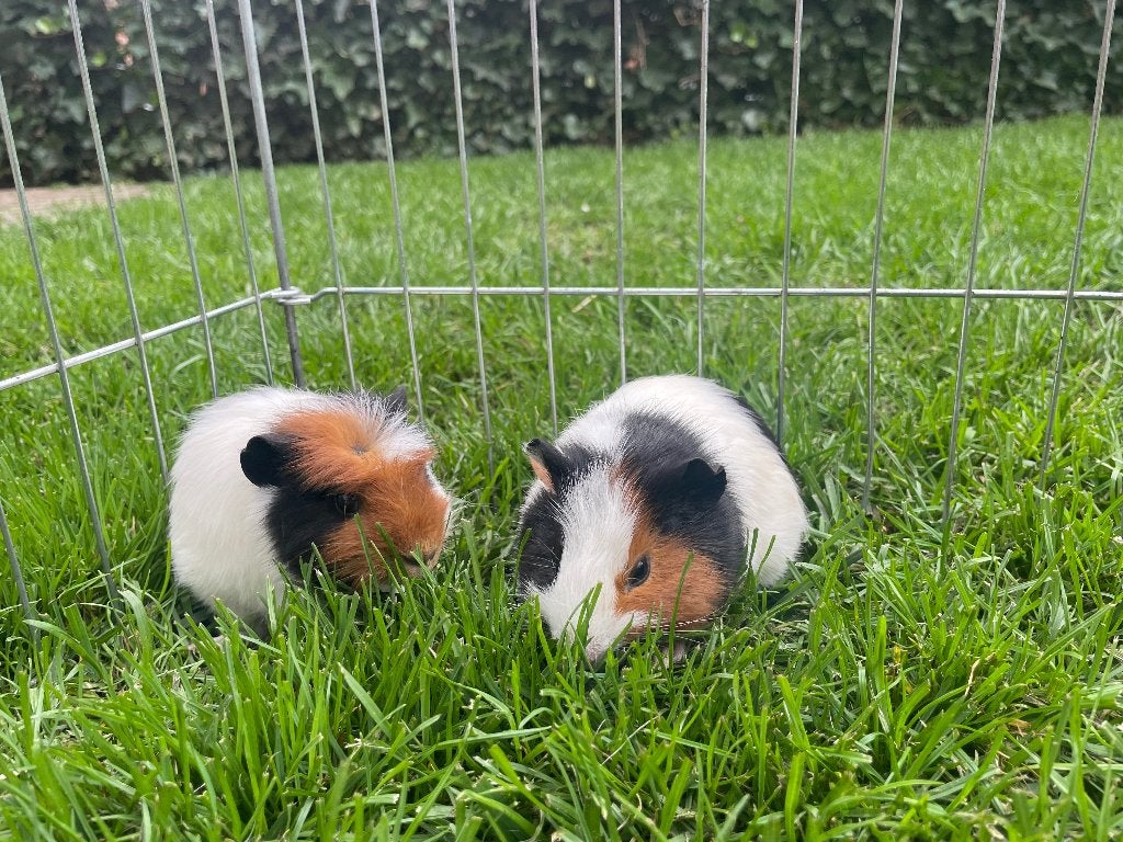 2 jonge cavia beertjes, Cavia, Mannelijk, Mei, Tam