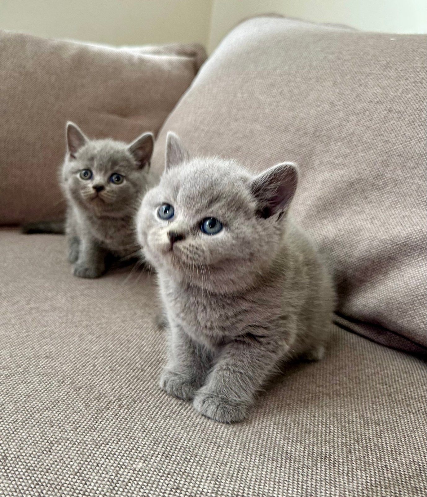 Blauwe kittens zoeken een gouden mandje, Meerdere dieren, Ontwormd