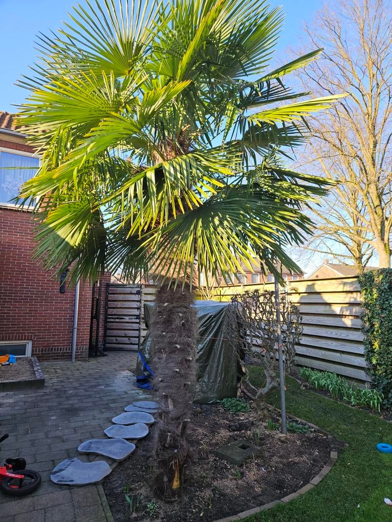 Grote Trachycarpus fortunei 3 meter met dikke stam., Ophalen of Verzenden, Gehele jaar, Volle zon