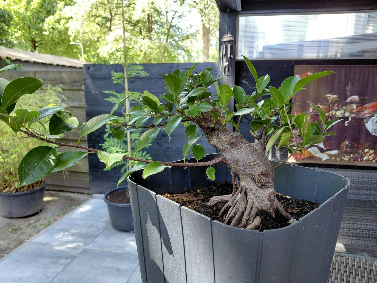 ficus retusa Bonsai, Ophalen, Overige soorten, Halfschaduw