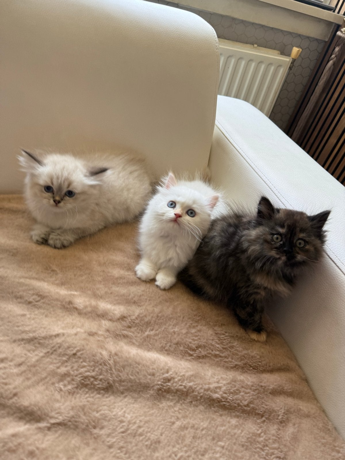 Perzische kittens, Meerdere dieren, Gechipt