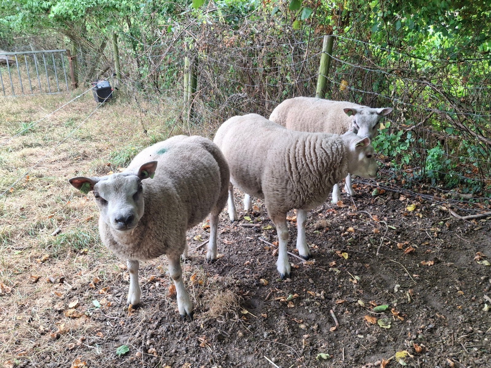 3 Texelaar ramlammeren zwoegervrij, Mannelijk, Schaap