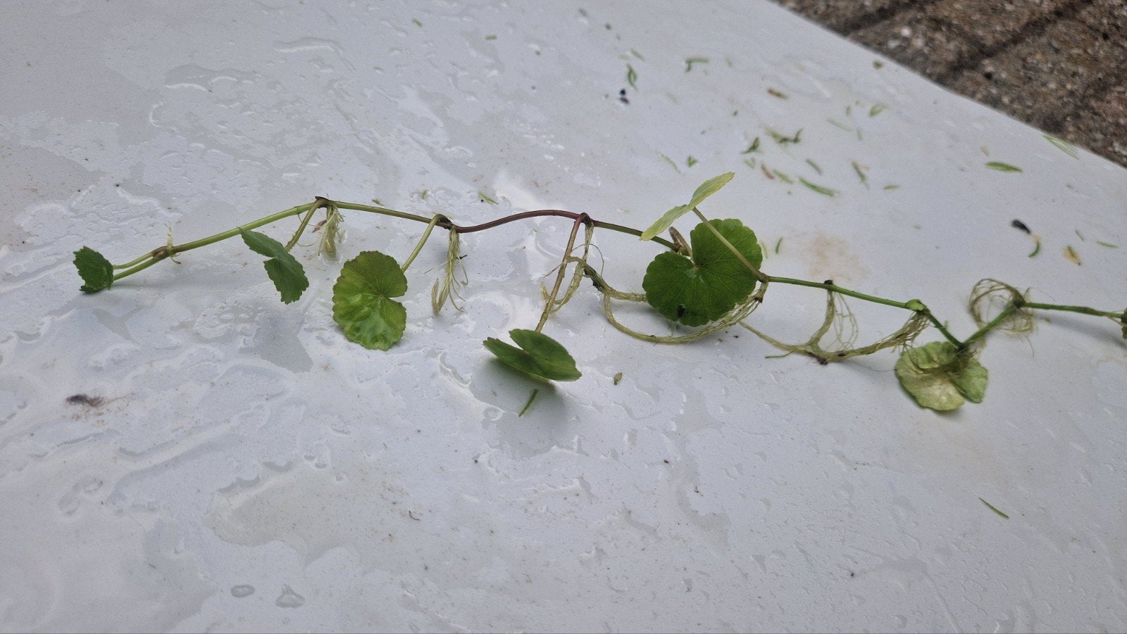 Diverse waterplanten, Overige typen