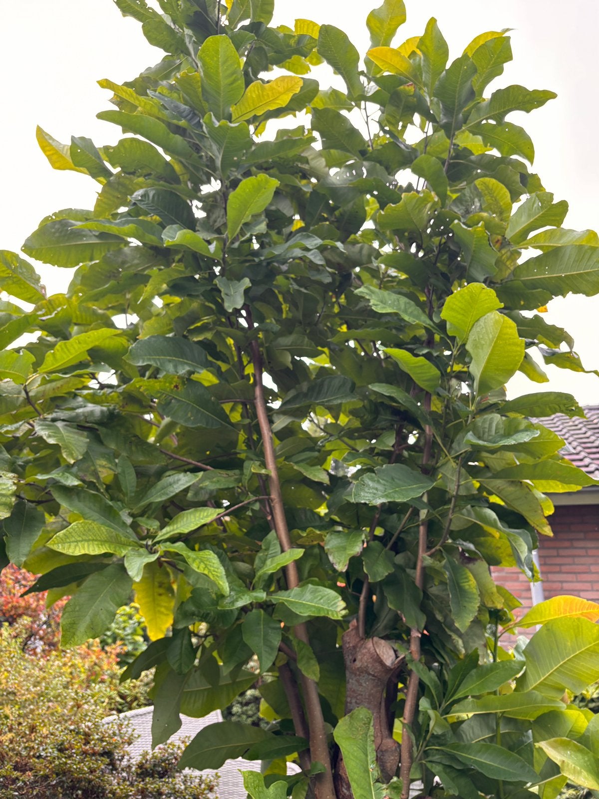 Grote volwassen Magnolia – groenblijvende sierboom, Ophalen, Lente, Volle zon, Overige soorten