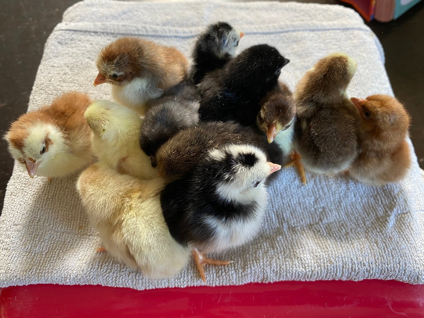 Serama kuikens, Dieren en Toebehoren, Pluimvee, Kip, Meerdere dieren