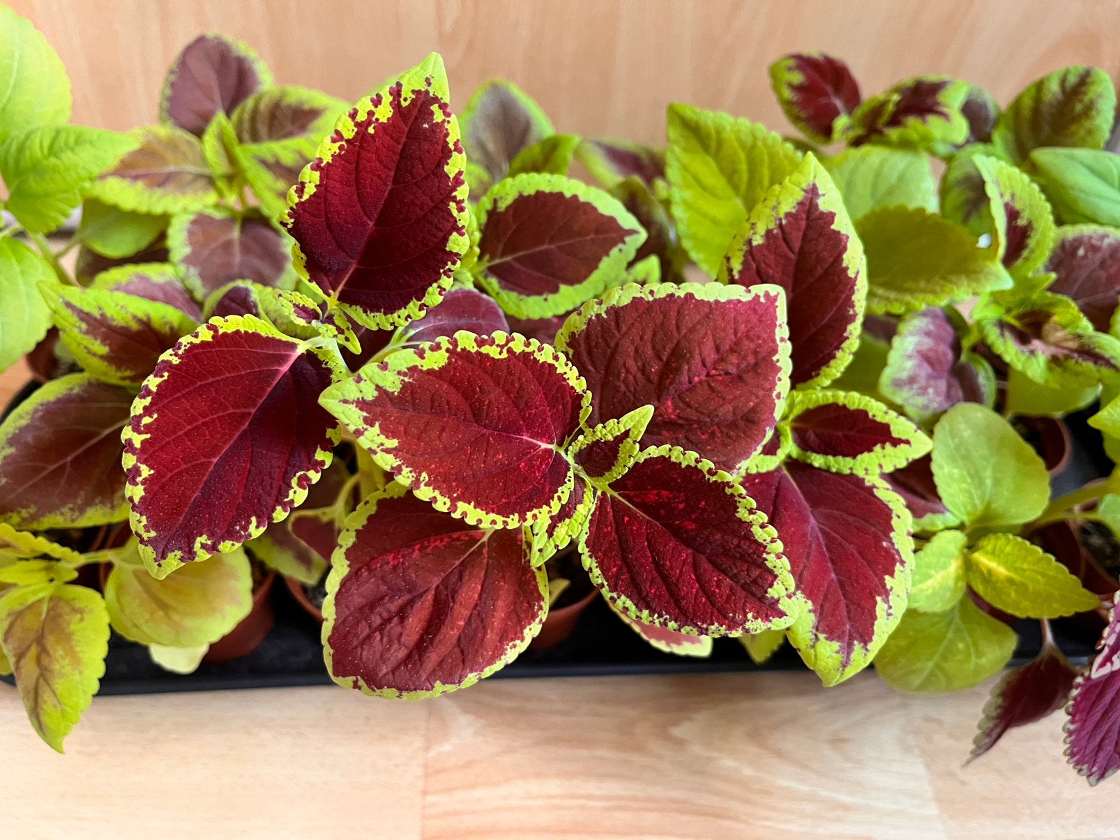 Coleus blumei (siernetel) 3 voor 2 euro, Ophalen, Volle zon, Minder dan 100 cm