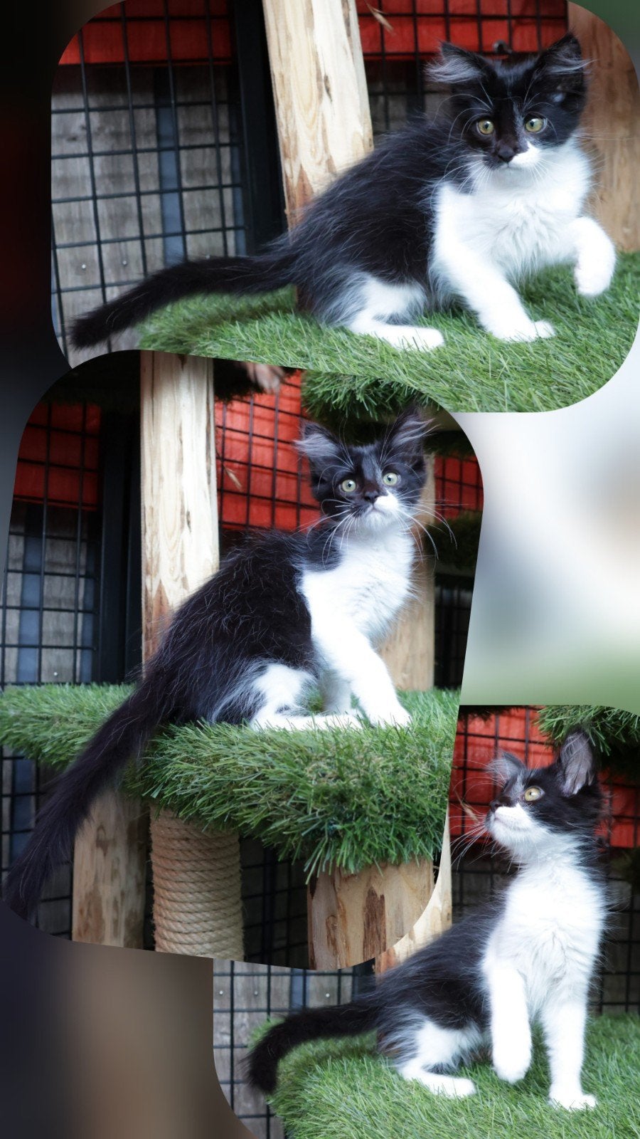 Lieve Maine Coon x American Ringtail kitten zoekt goudenmand, Meerdere dieren, Ontwormd, 0 tot 2 jaar
