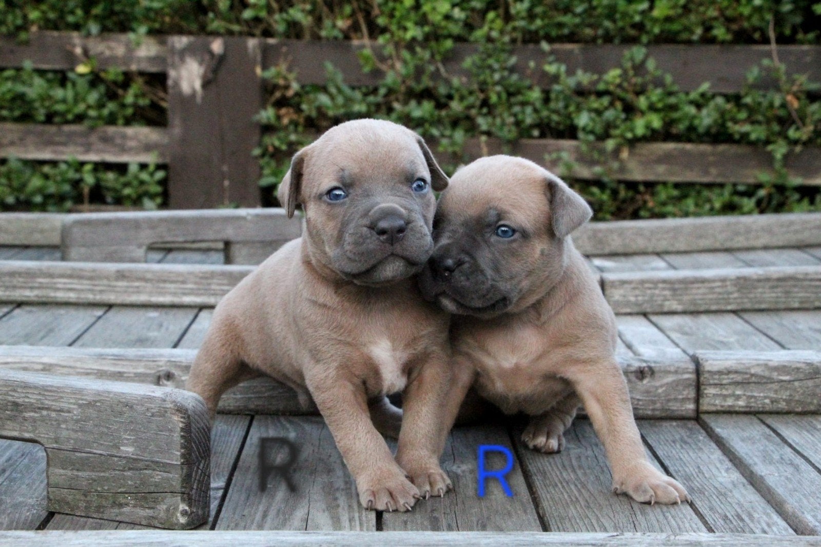 Mooie gezonde pups geboren op 29-06-2026, Parvo, 8 tot 15 weken, Meerdere, Meerdere dieren