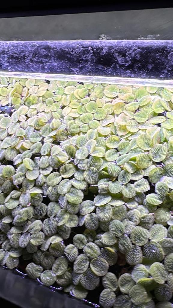 Drijfplantjes Salvinia Minima (vlotvarens), Dieren en Toebehoren, Vissen | Aquaria en Toebehoren, Ophalen, Nieuw, Plant(en), Steen of Hout