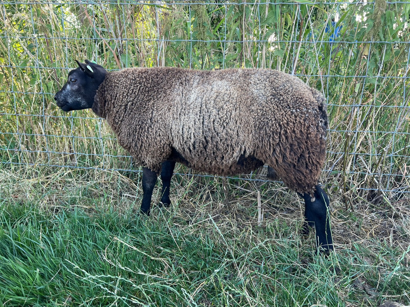 Blauwe texelaar dekram, Dieren en Toebehoren, Mannelijk, Schaap