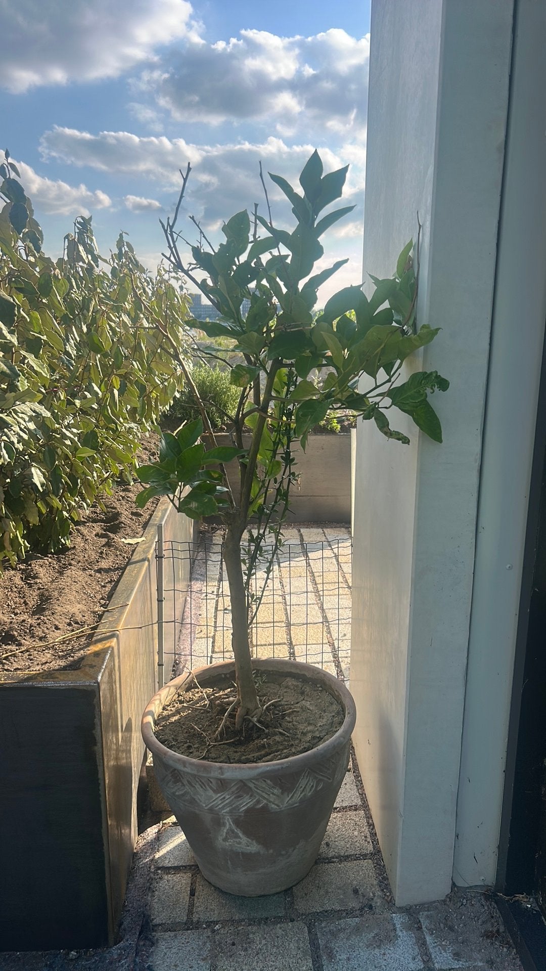 Citroenboom met terracotta pot, Overige soorten, 100 tot 250 cm, Zomer, Ophalen