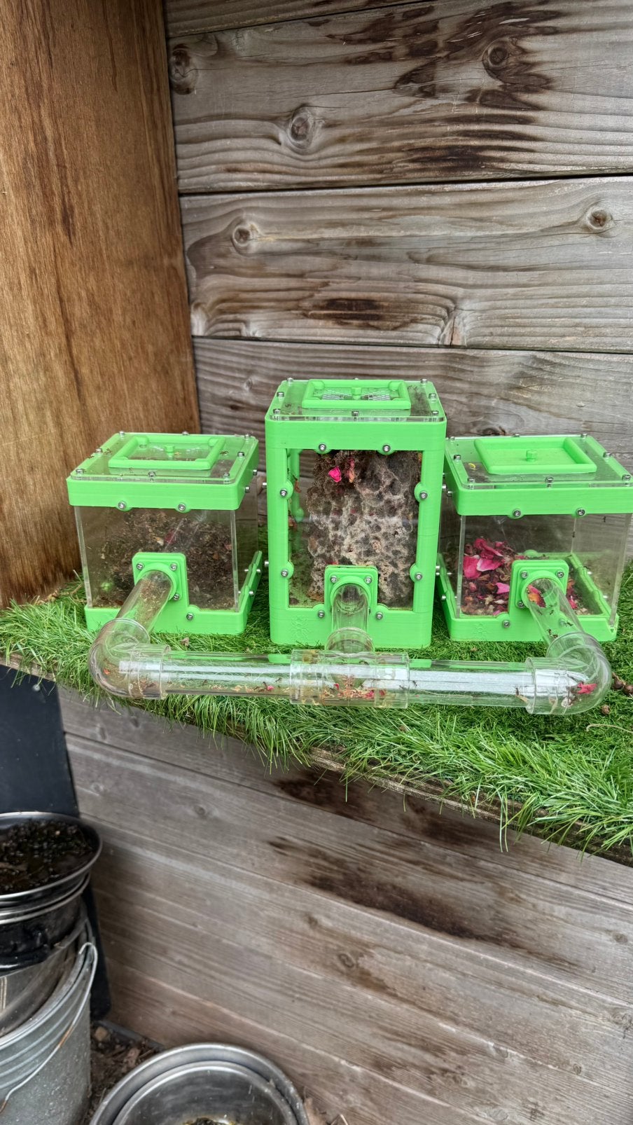 Atta mexicana incl setup, Dieren en Toebehoren, Insecten en Spinnen, Mieren