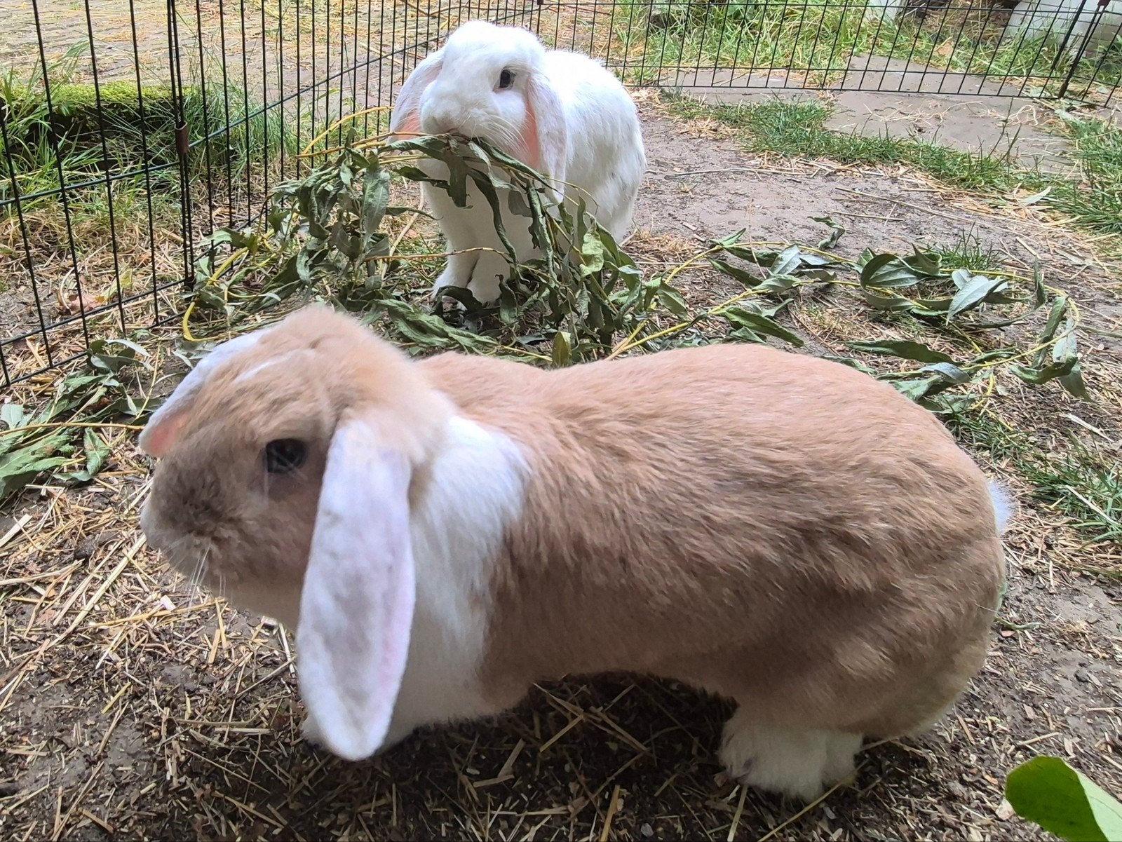 Twee leuke tamme hangoor zusjes, Dieren en Toebehoren, Konijnen, Vrouwelijk, 0 tot 2 jaar, Hangoor