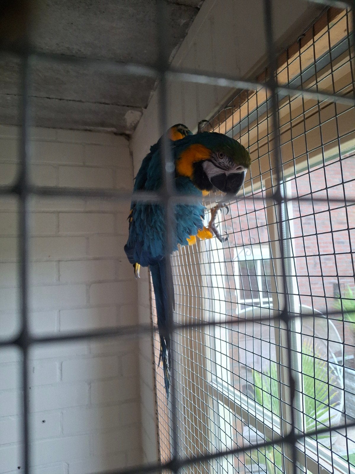 Koppel Blauw gele Ara's, Dieren en Toebehoren, Vogels | Parkieten en Papegaaien, Papegaai, Meerdere dieren, Geringd