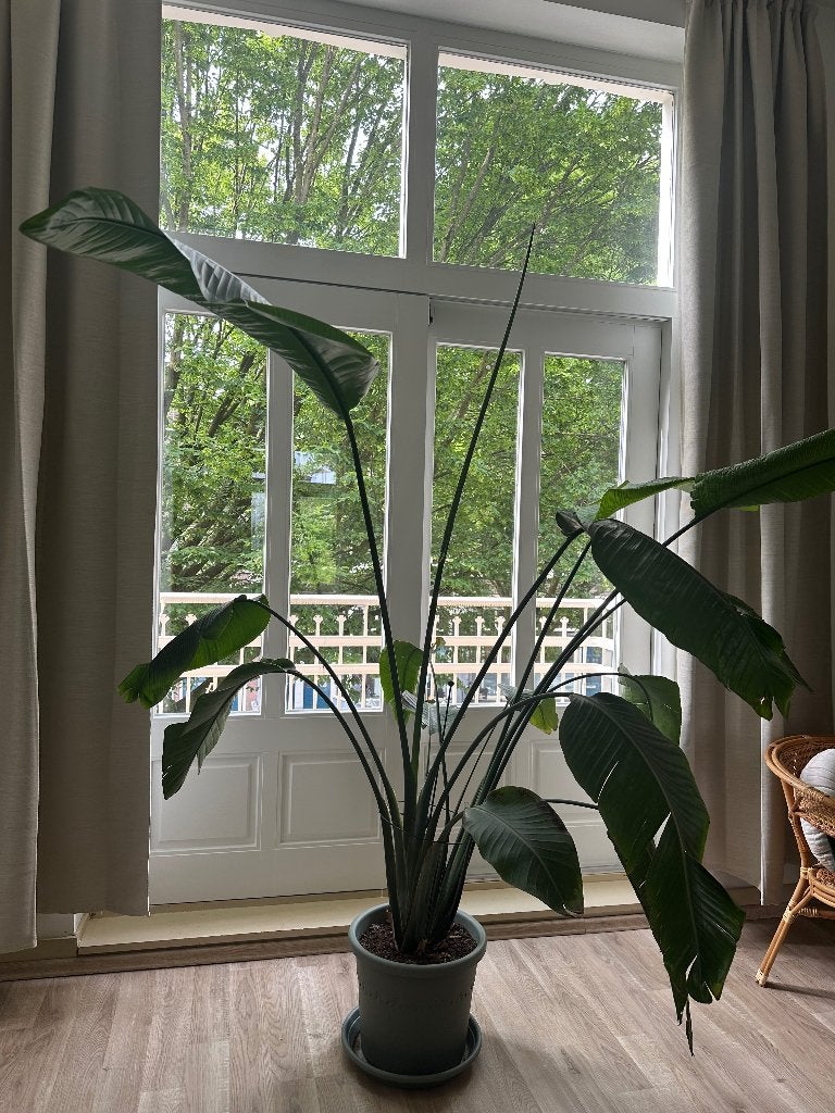 Strelitzia Nicolai zoekt nieuw huis, Huis en Inrichting, Kamerplanten, Ophalen, Overige soorten, In pot, 150 tot 200 cm
