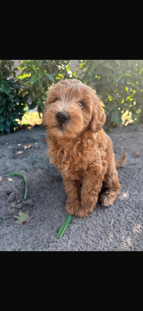 Labradoodle puppy’s, Dieren en Toebehoren, Poedel, 8 tot 15 weken, Parvo, Meerdere dieren