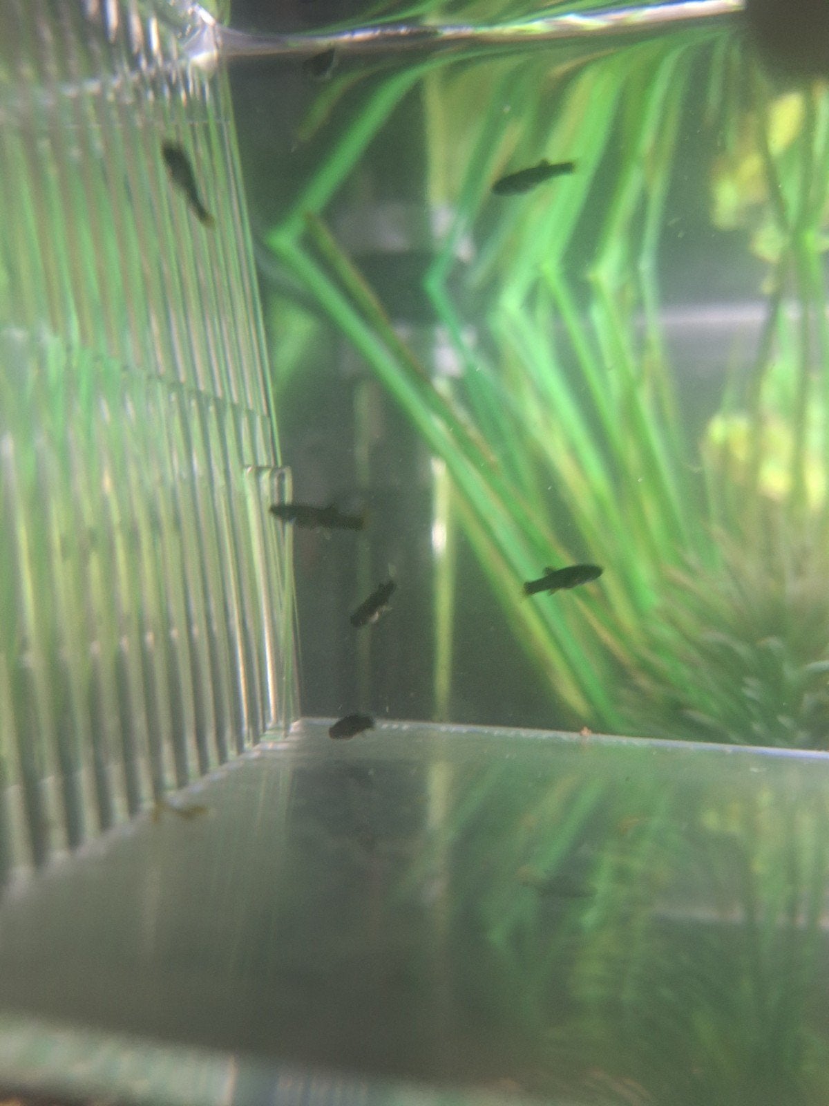 Black Molly baby's gratis, Vis, Zoetwatervis