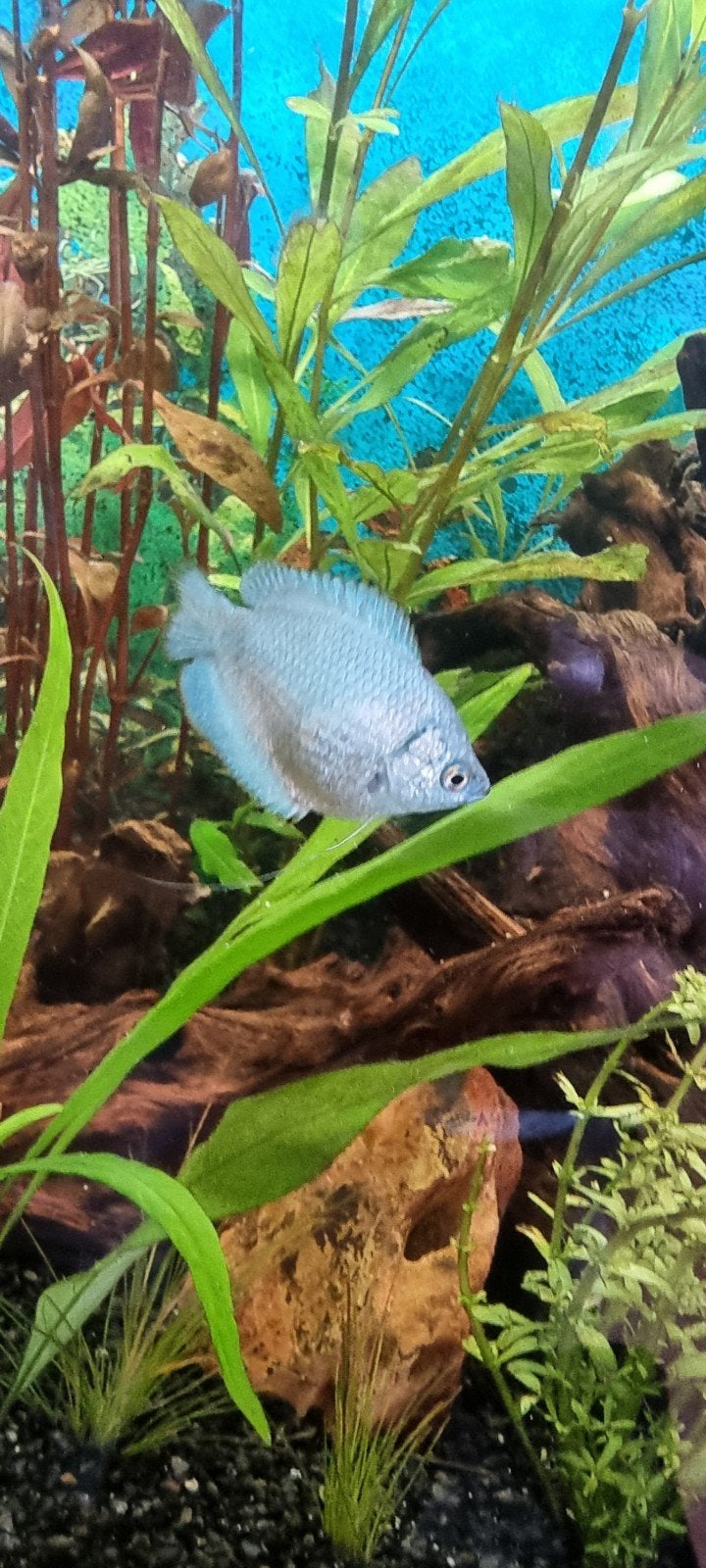 Aquarium vissen, Dieren en Toebehoren, Vis