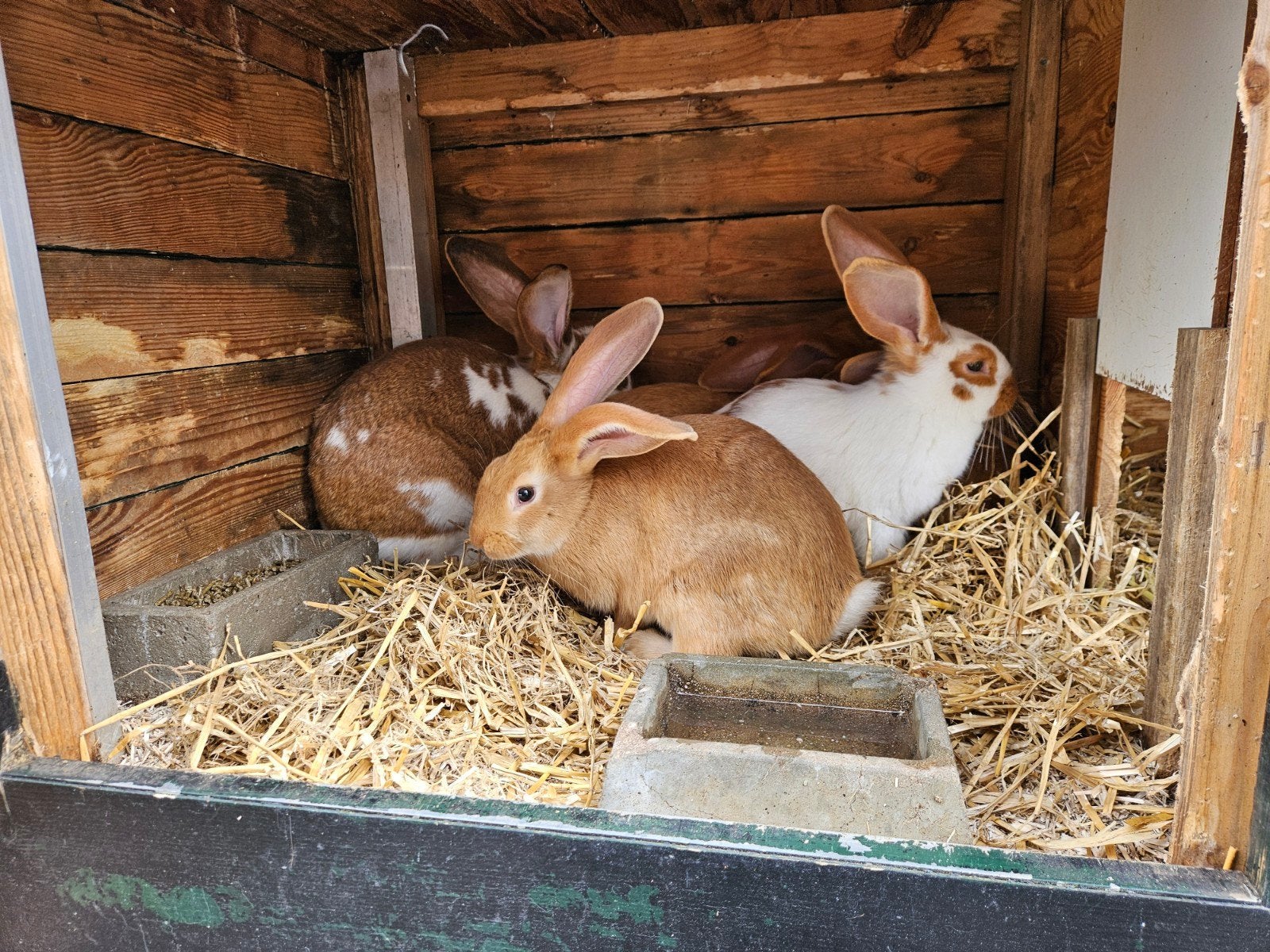 Jonge rammetjes, Dieren en Toebehoren, Konijnen, Mannelijk, Groot