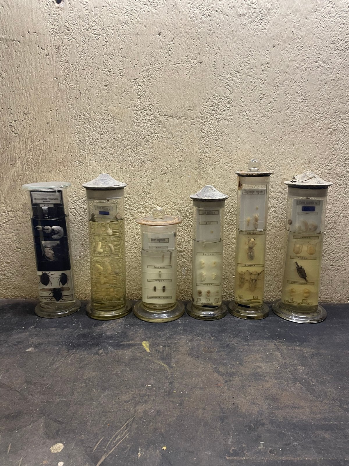 Antieke entomologische preparaten taxidermy, Ophalen, Gebruikt