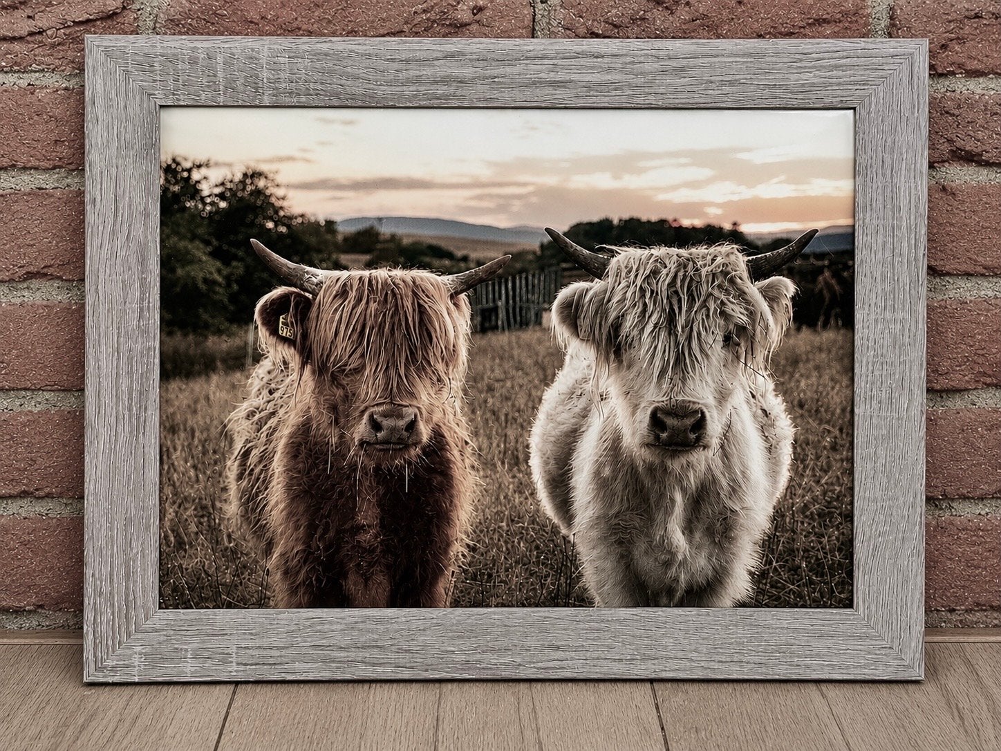 Ingelijste foto van Schotse Hooglanders, Minder dan 50 cm, Ophalen of Verzenden, Zo goed als nieuw, Foto of Poster