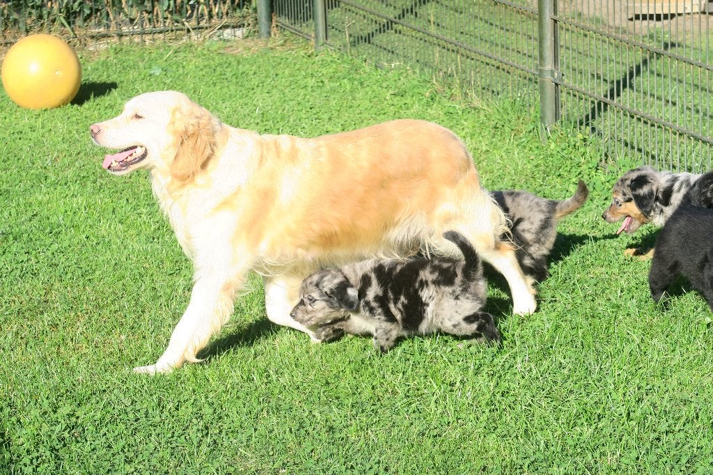 Golden Retriever x Australian Shepherd pups, Golden retriever, Nederland, CDV (hondenziekte), 8 tot 15 weken