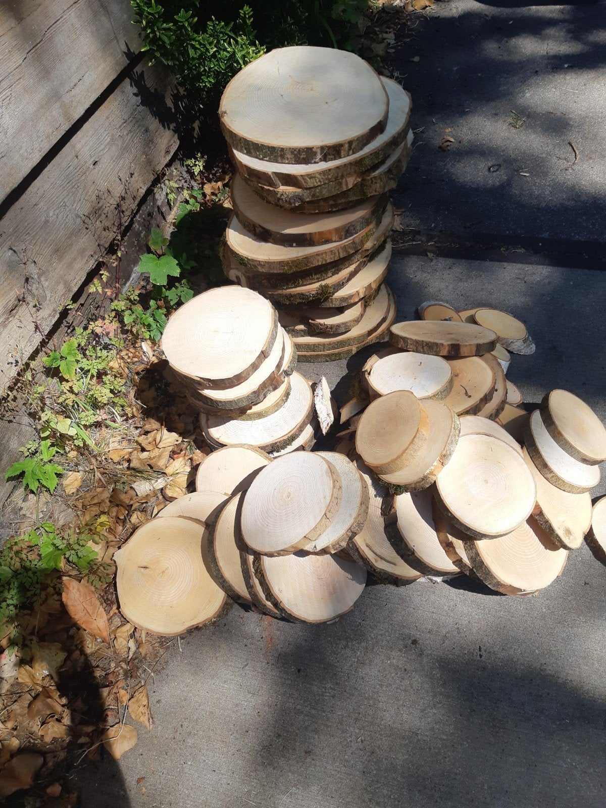 Boomstamschijven diverse diameters - alles in één koop, Ophalen, Gebruikt, 25 tot 50 mm, Overige typen