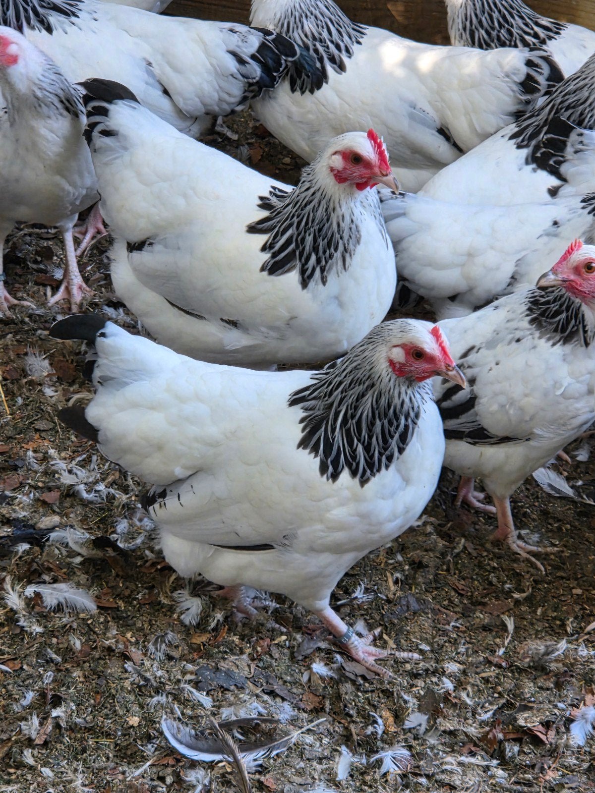 mooie vitale jonge sussex krielkippen, Dieren en Toebehoren, Vrouwelijk, Kip