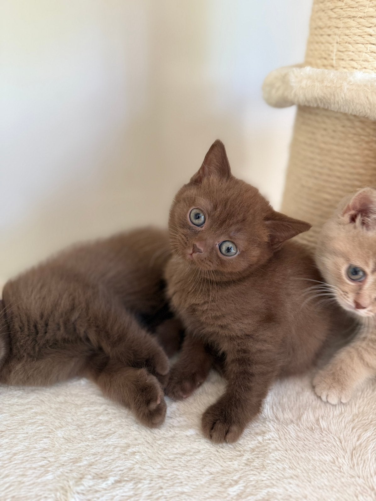 Chocolate Britse korthaar poesje, Poes, Gechipt, 0 tot 2 jaar