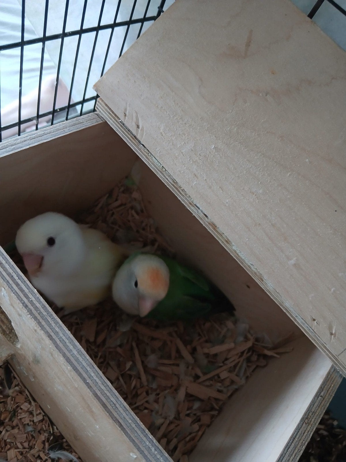 Prachtig tam koppel agapirnissen, Meerdere dieren, Dwergpapegaai of Agapornis, Geringd