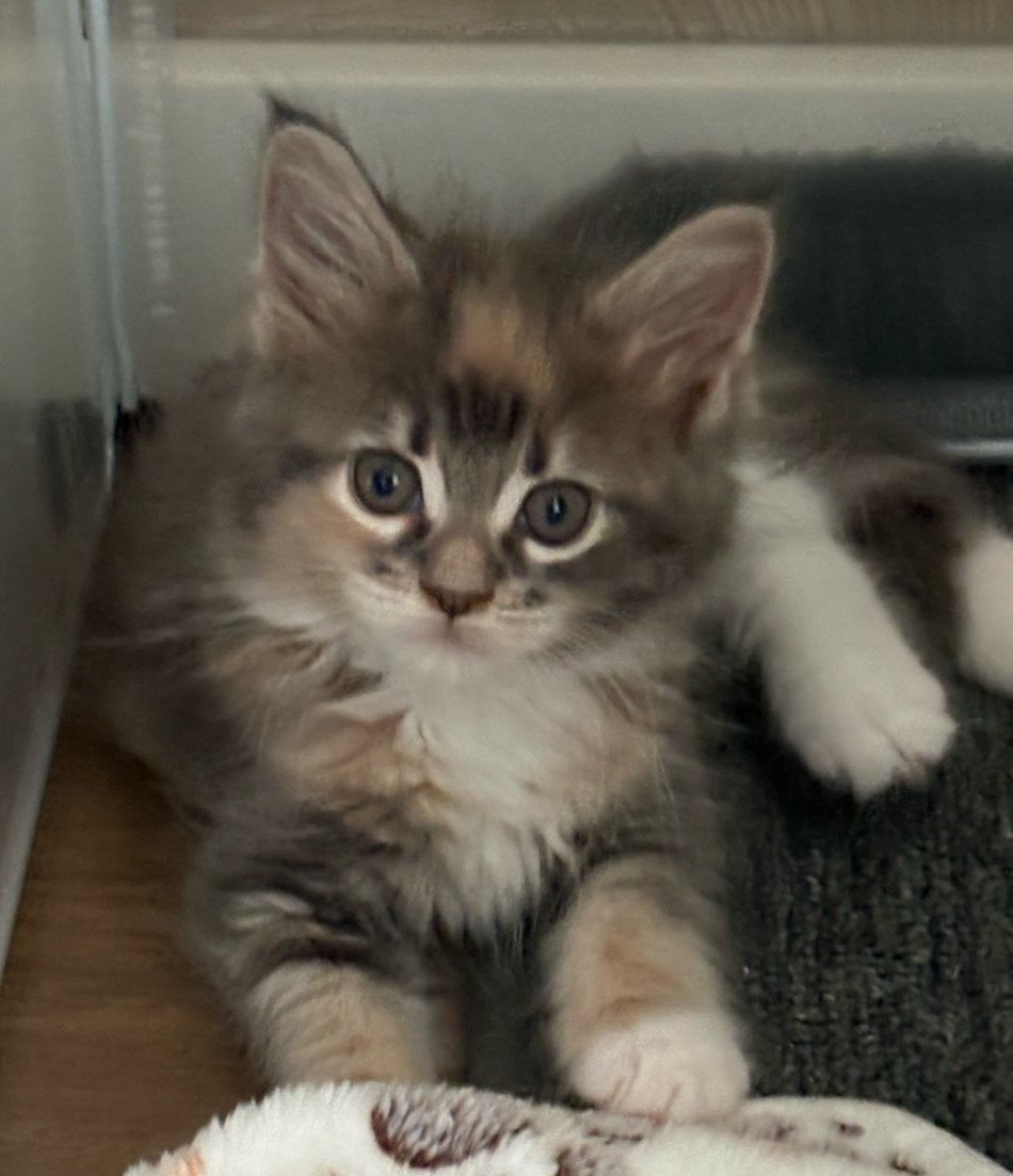 Maine Coon kittens met stamboom (nog 1 poesje beschikbaar), Meerdere dieren, Met stamboom, 0 tot 2 jaar