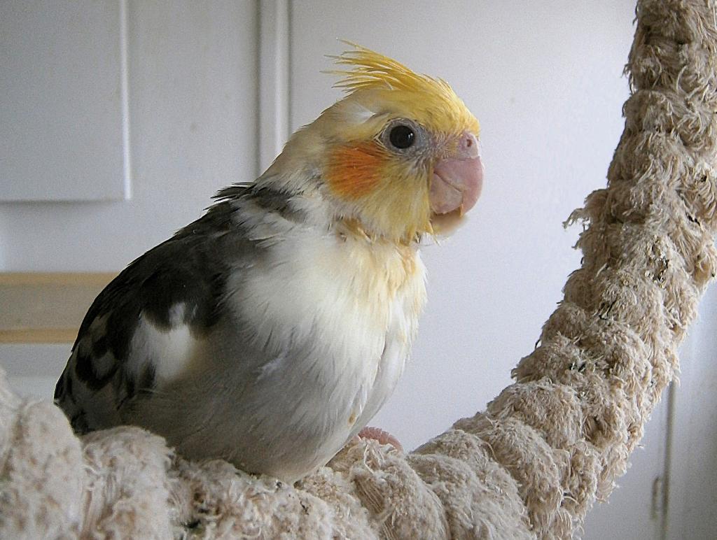 vermiste valkparkiet * Beau * bont - man., Vogel