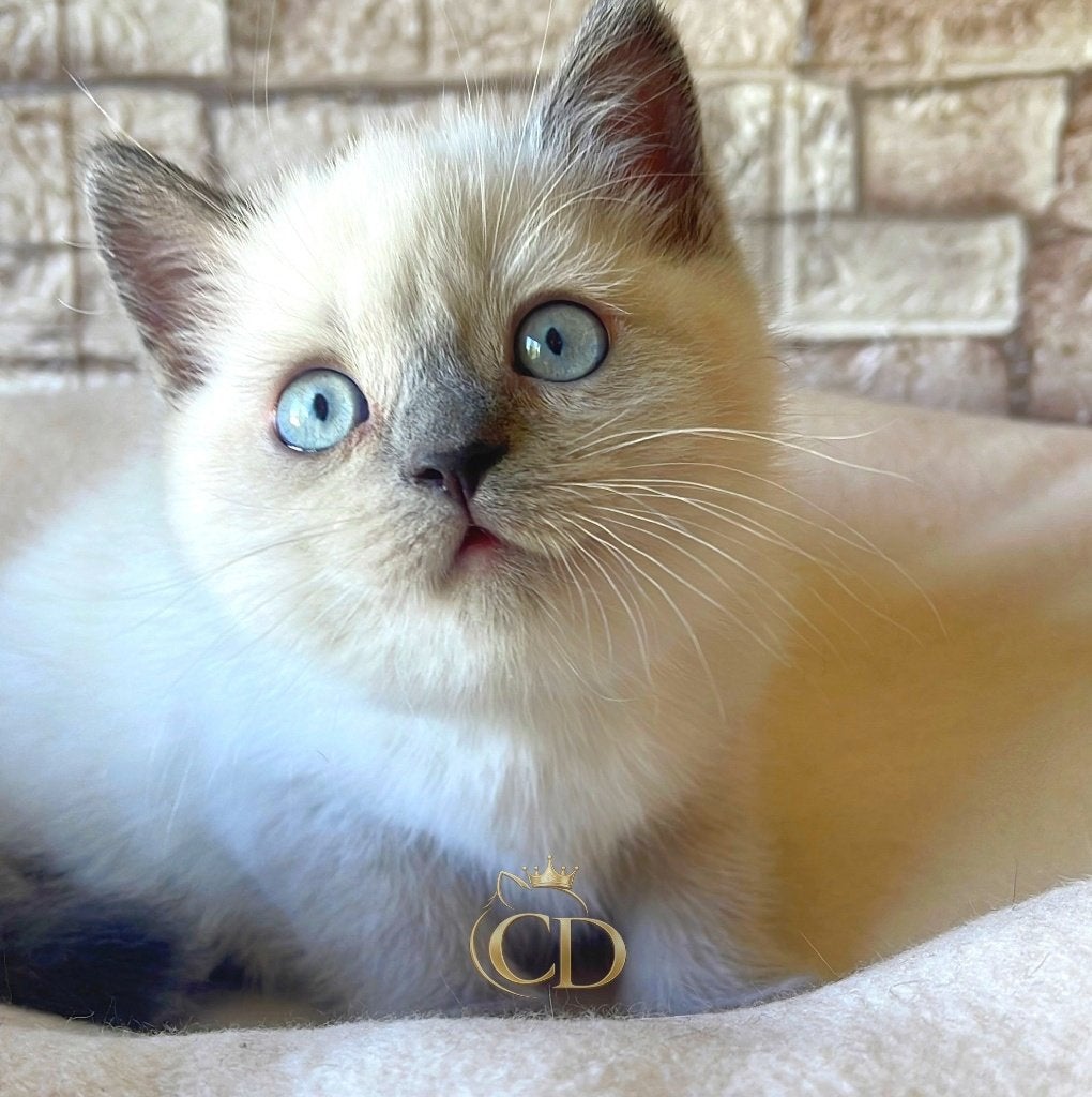 Britse Korthaar colourpoint kater  blauwe ogen, Dieren en Toebehoren, Kater, Met stamboom, 0 tot 2 jaar